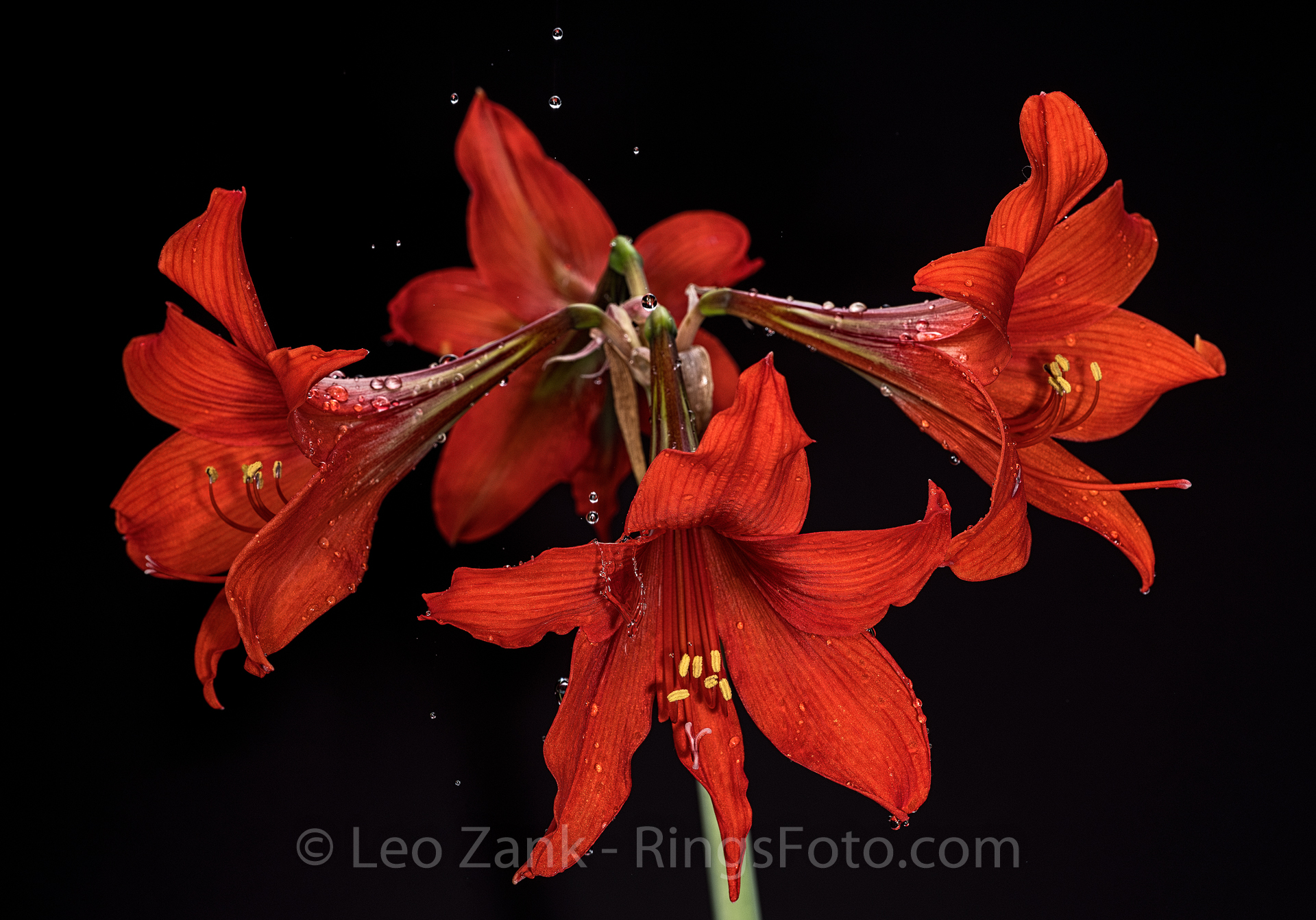 amaryllis-not-cropped.jpg