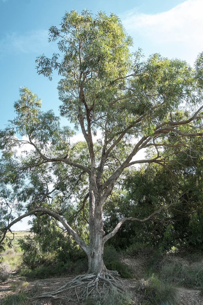 arbol parque 2.jpg