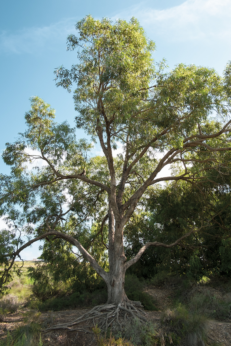 arbol parque.jpg