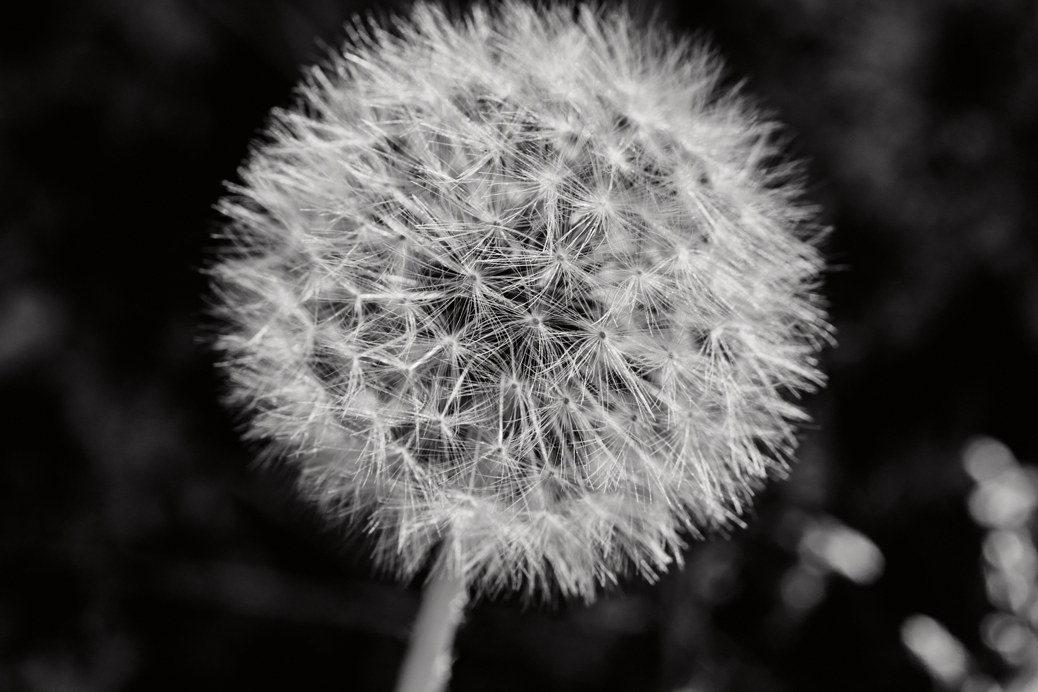 dandelion.jpg