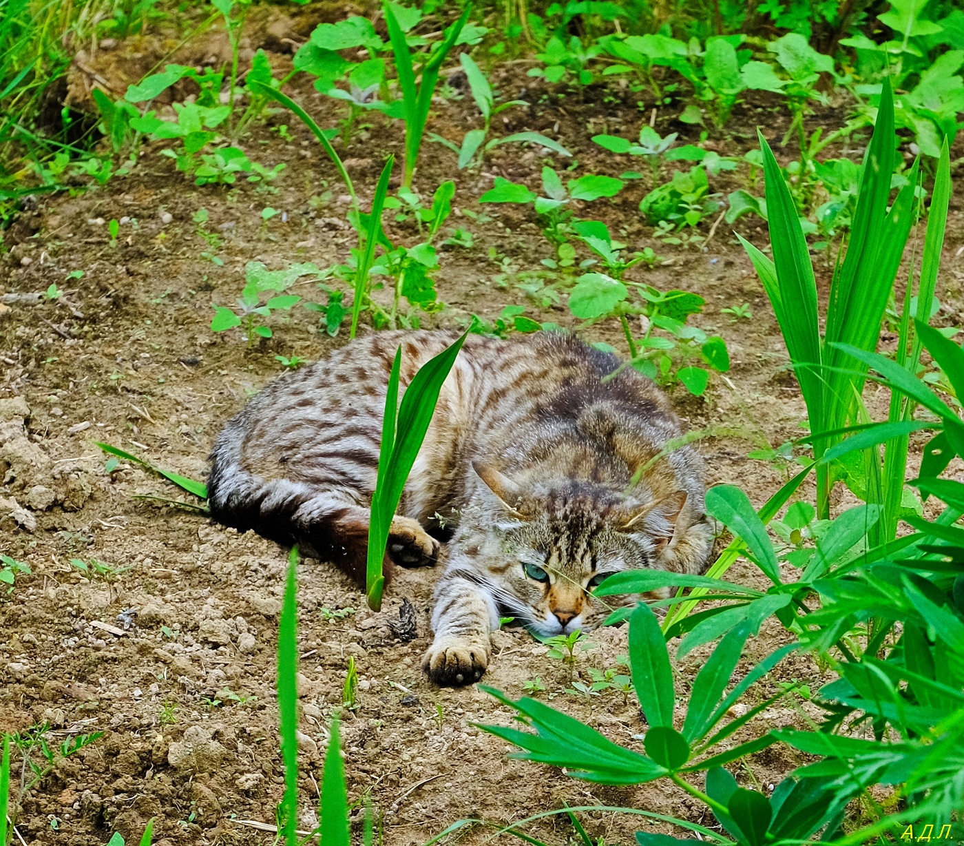 Кошак (Копировать).JPG