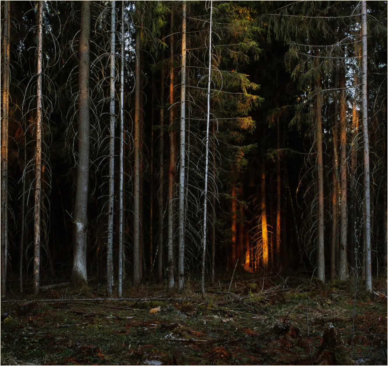 F forest. Глухой Таежный лес. Лес глухой Сосновый. Дремучий Бор. Глухой темный лес.