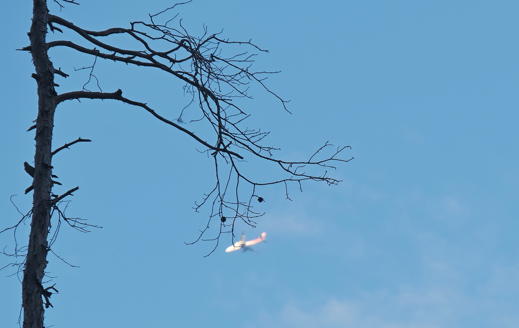 plane branch.JPG