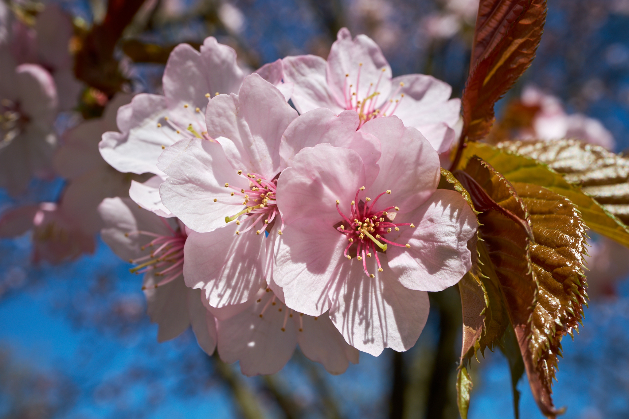 Prunus serrulata-Japanische Blütenkirsche.jpg