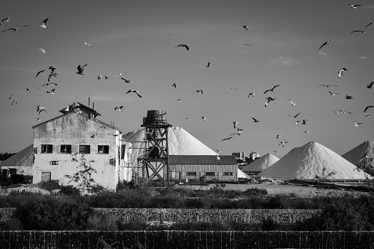 salinas y gaviotas 2.jpg