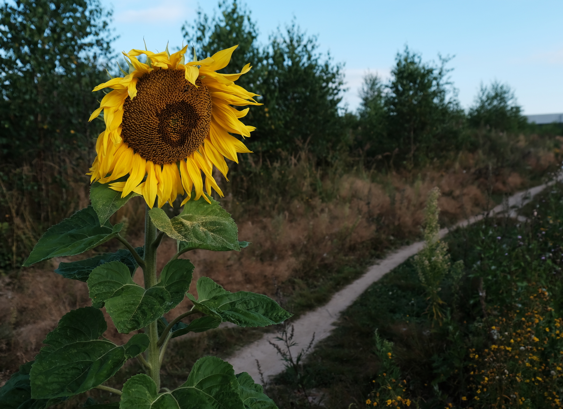 sunflower kodach.JPG