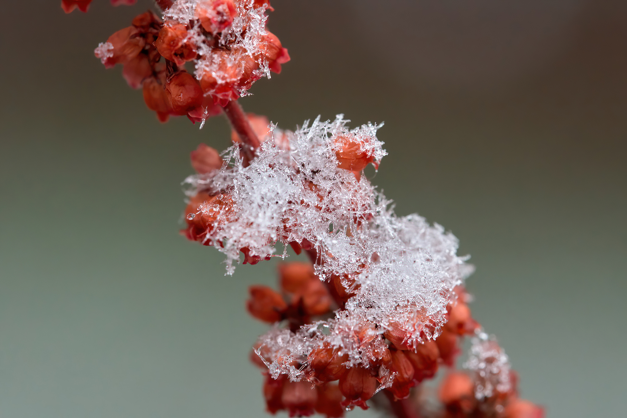 winter flowers.jpg