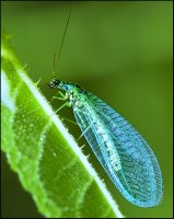 Обыкновенная златоглазка (Chrysoperla carnea).jpg