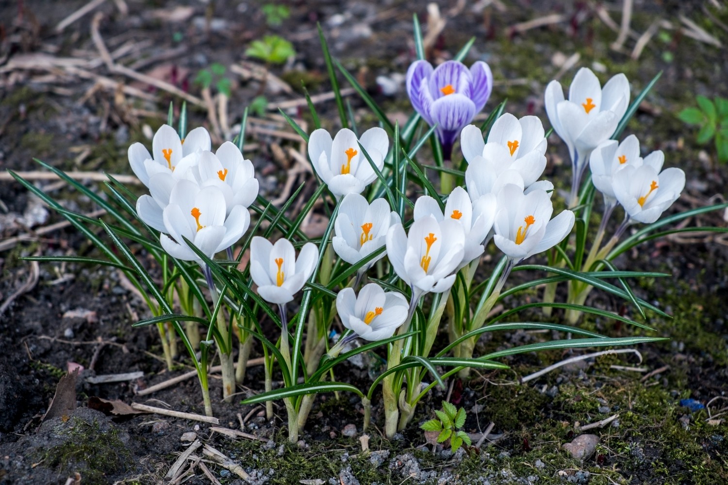 Крокус (Crocus), или шафран - декоративное клубнелуковичное растение.