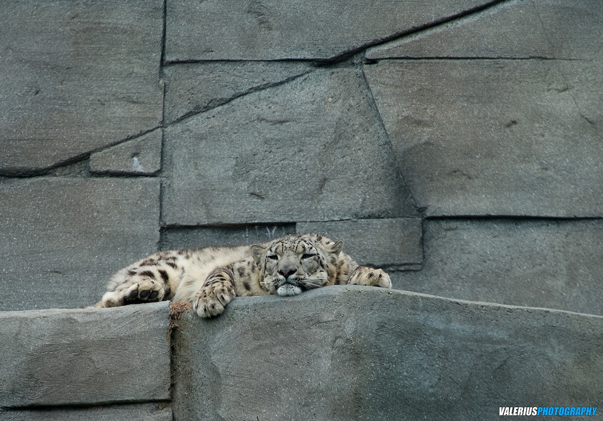 Snow Leopard