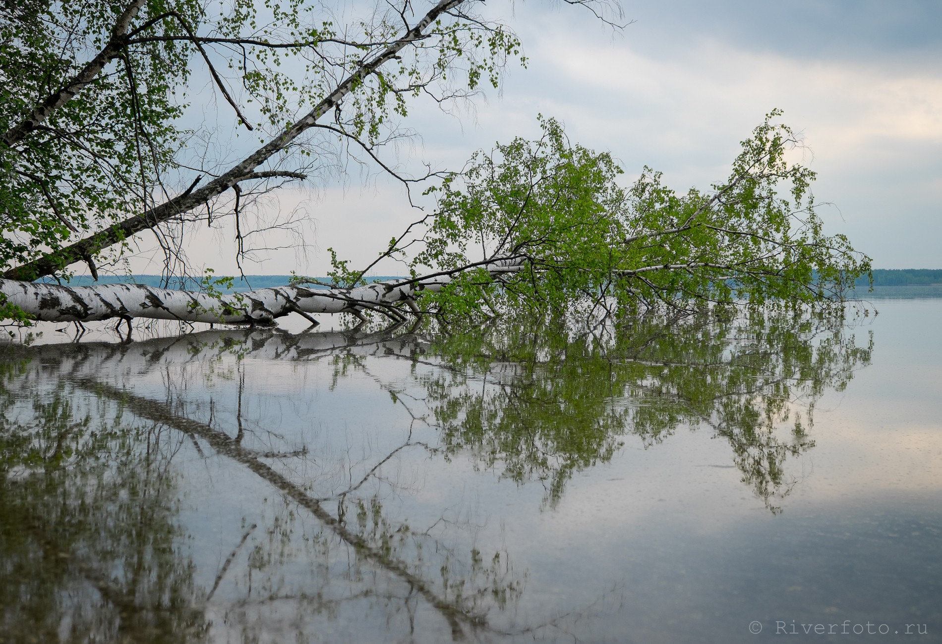 Учинское водохранилище.