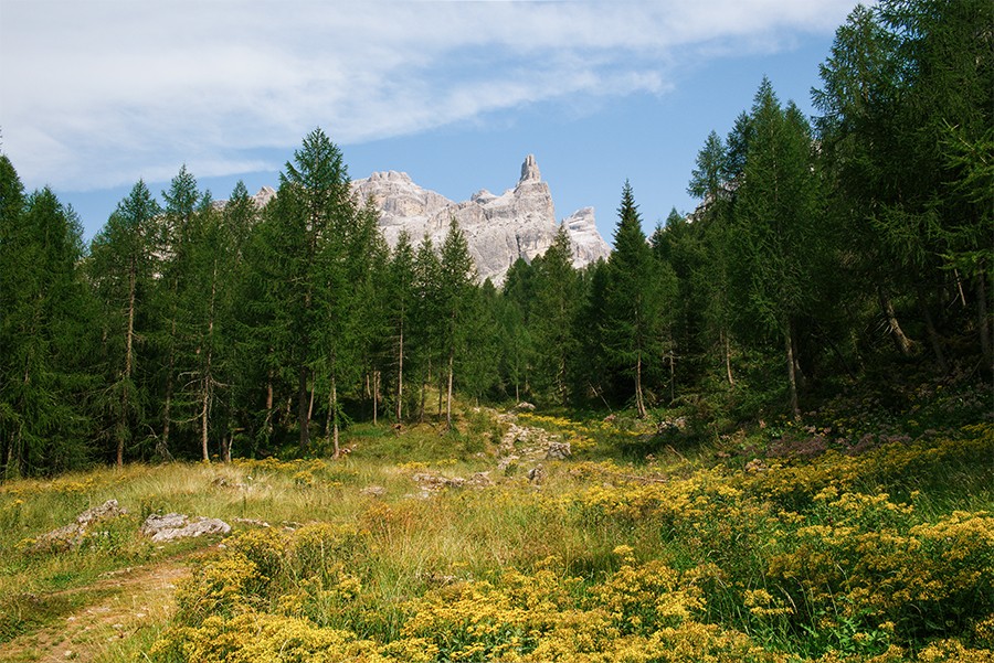 Alpine meadow