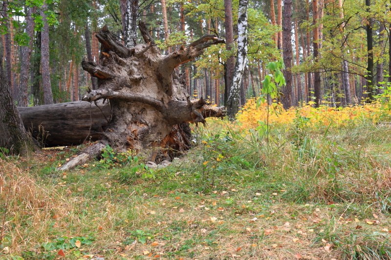 Преемственность.