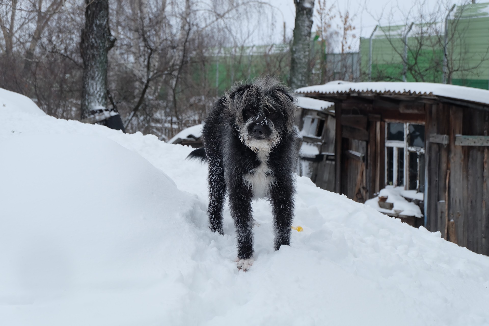 собакин