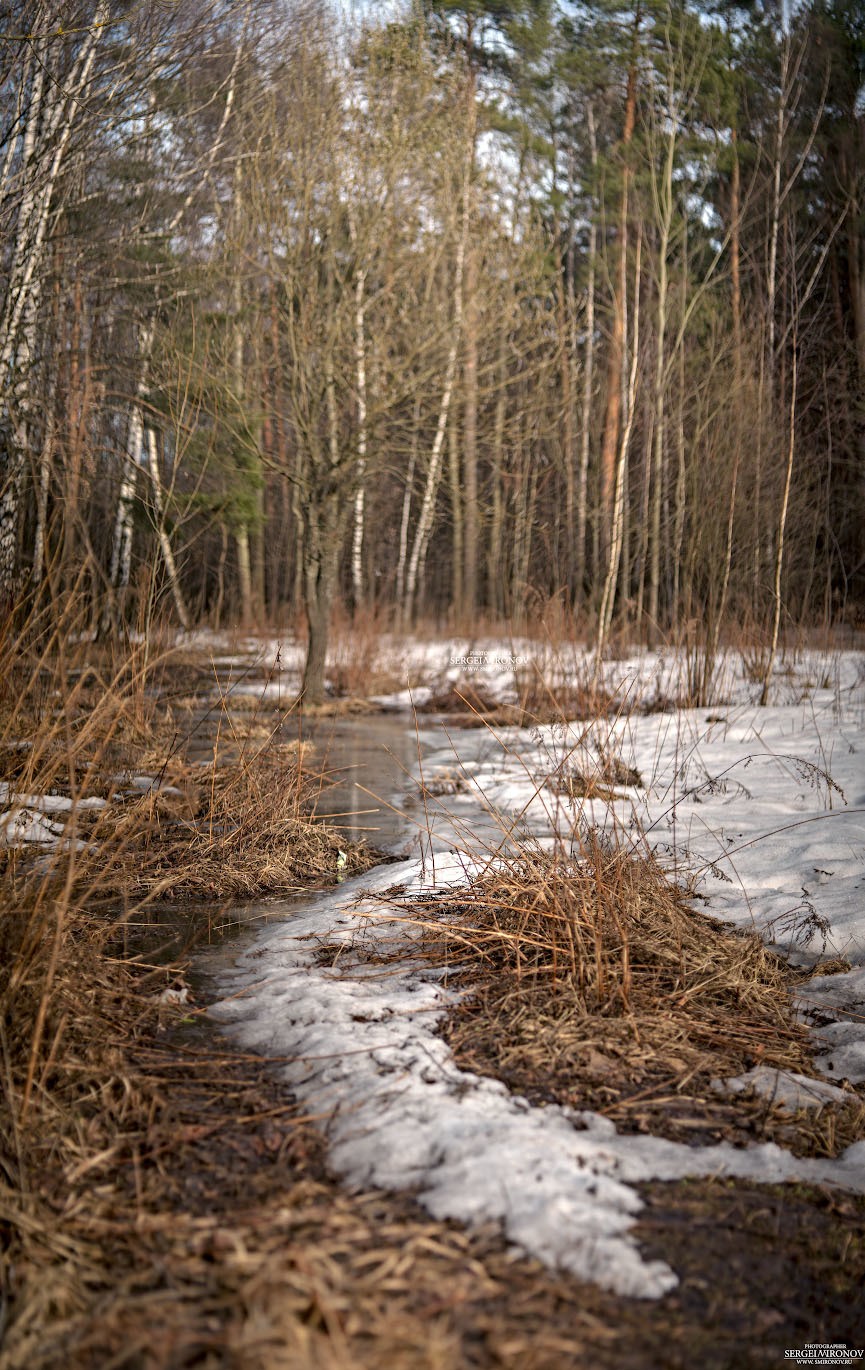 в лесу, весна.