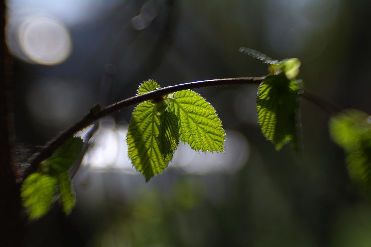 Lensbaby Sweet 35