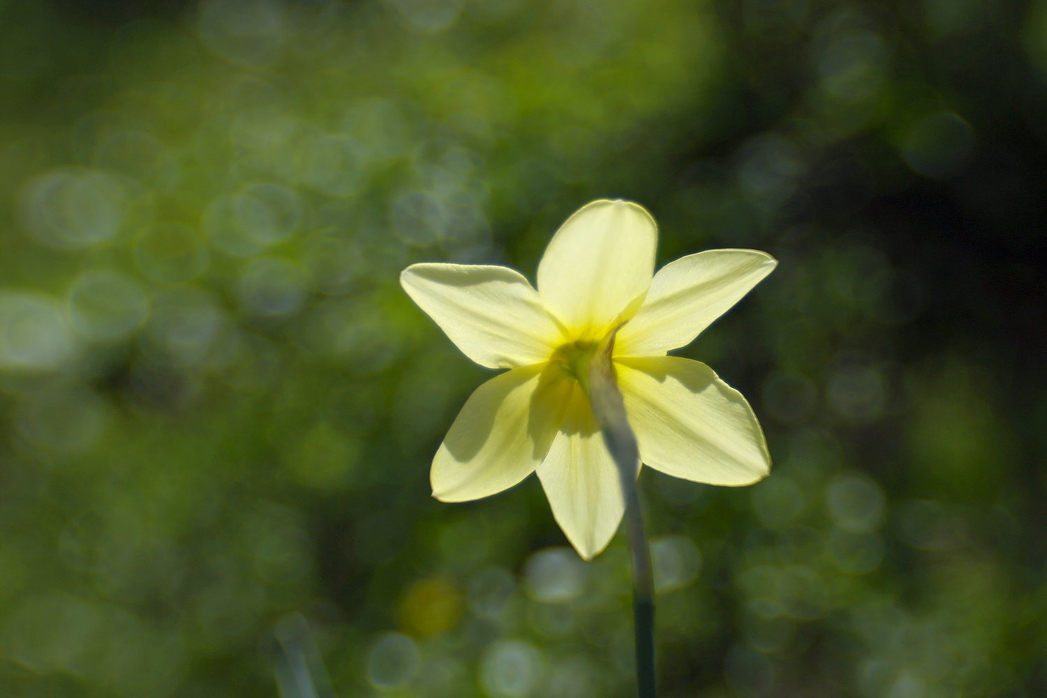 Lensbaby Sweet 35