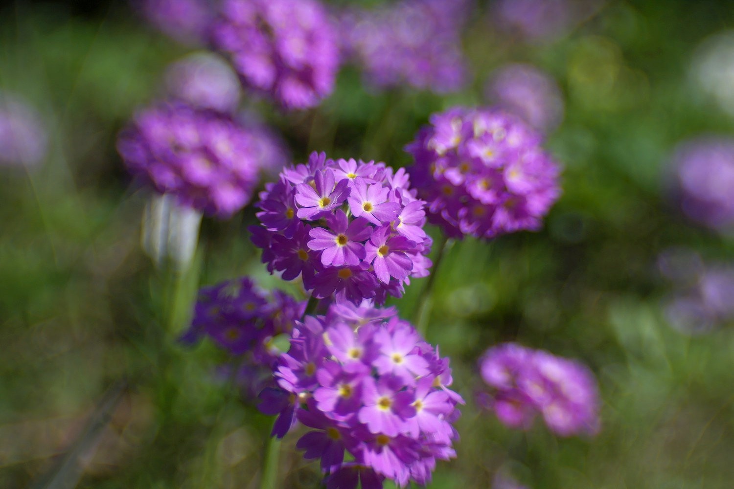 Lensbaby Sweet 35