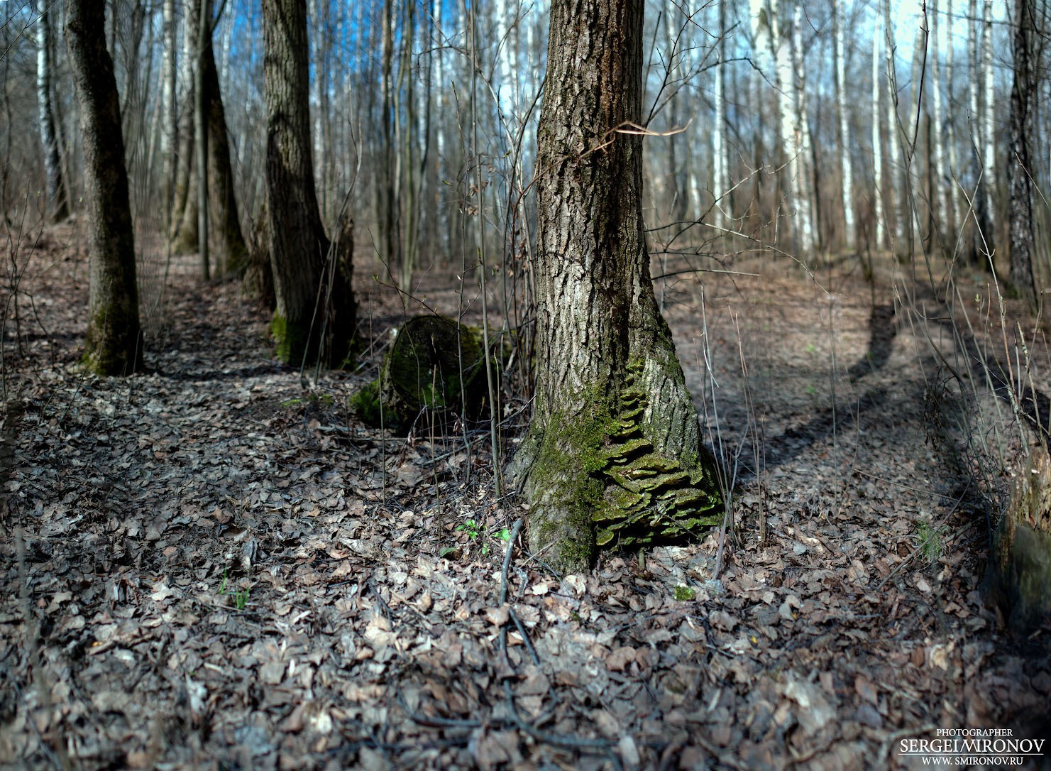 Весенняя фотопрогулка в лесу