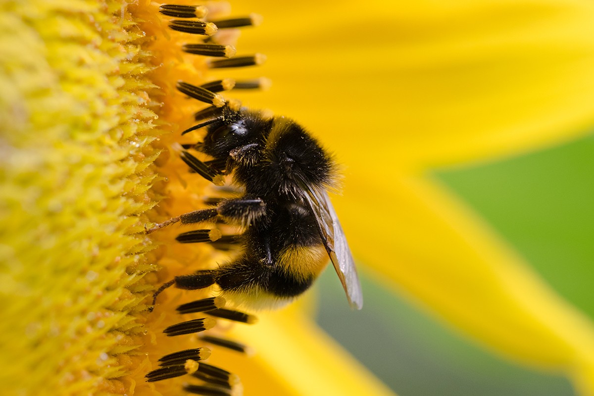 Bumble bee is sitting on  a sunflower