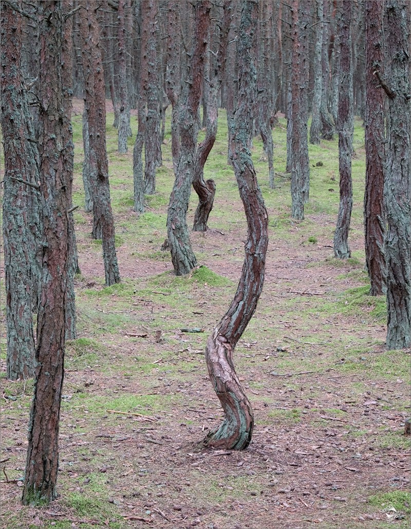 Куршская коса