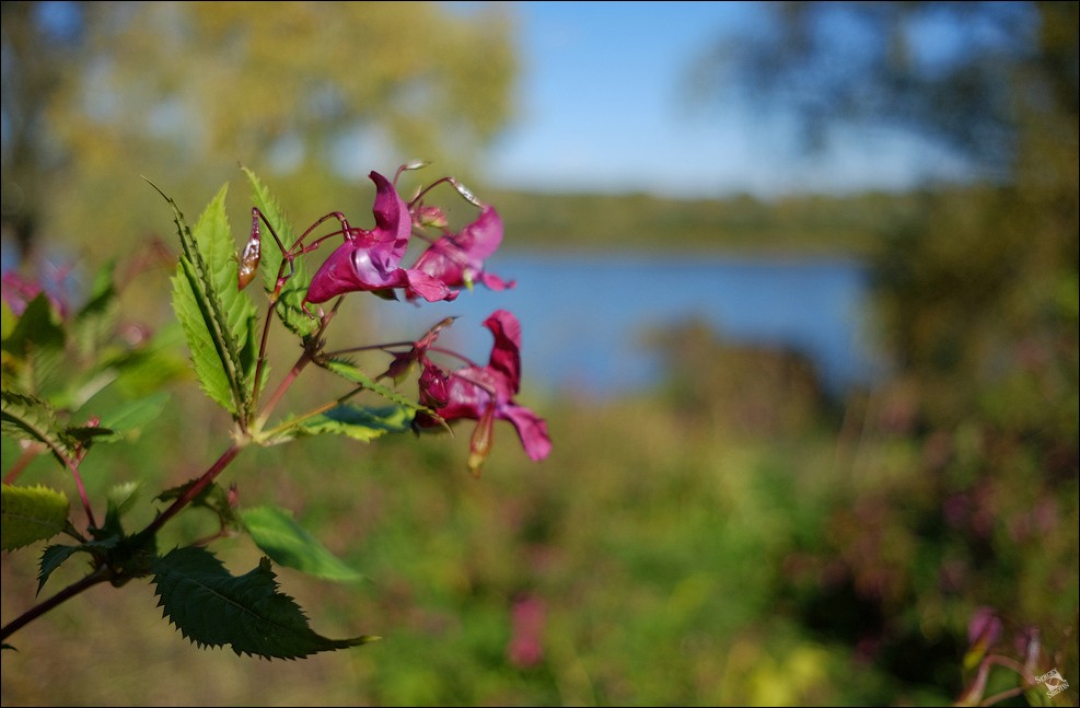 Таруса