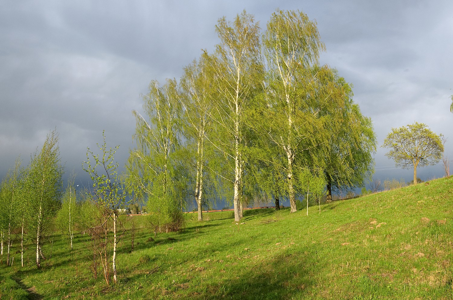 "молодая" зелень