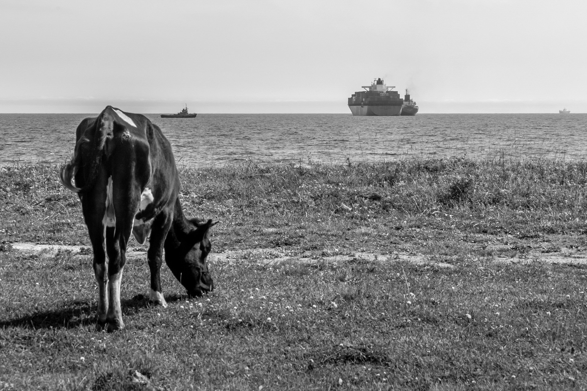 Морская корова.