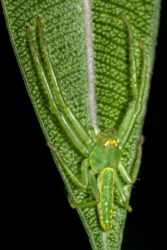 Маскировка паука (Oxytate striatipes(самка)).