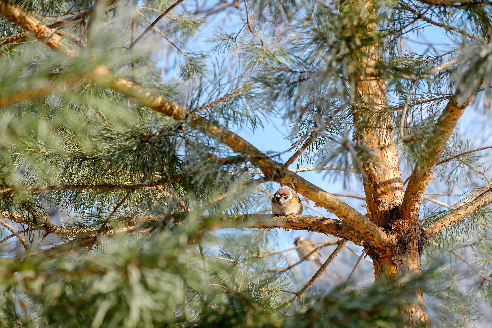 гуляя по Хабаровску