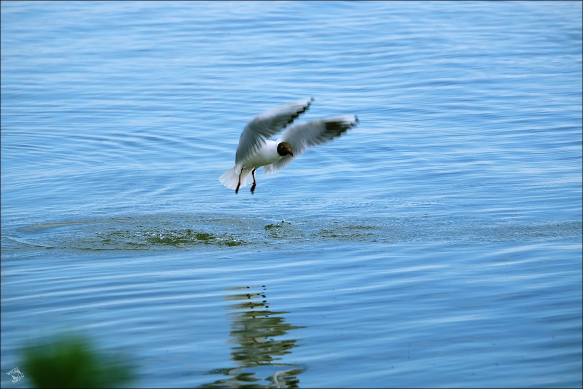 Плещеево озеро рыба. Плещеево озеро национальный парк фауна. Плещеево озеро Цапли. Рыба Плещеева озера.