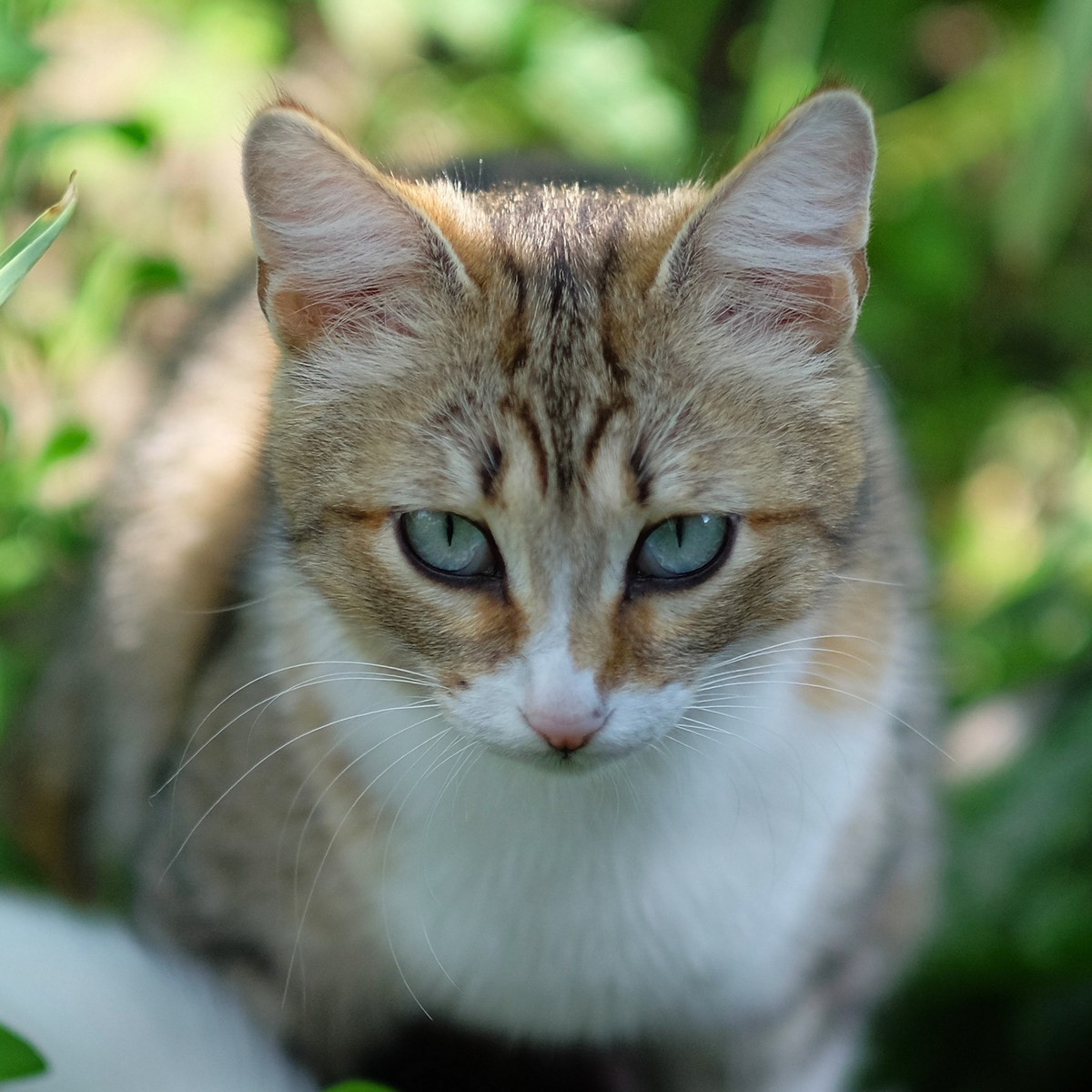 Соседская кошка