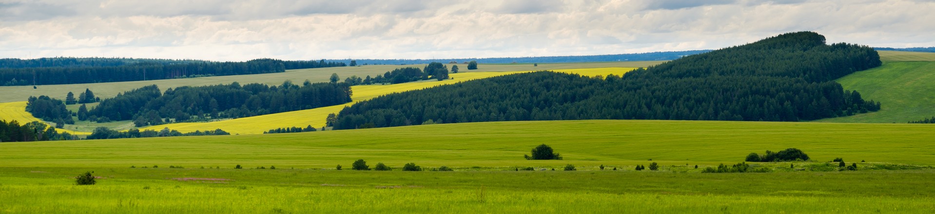 Цветет гречиха