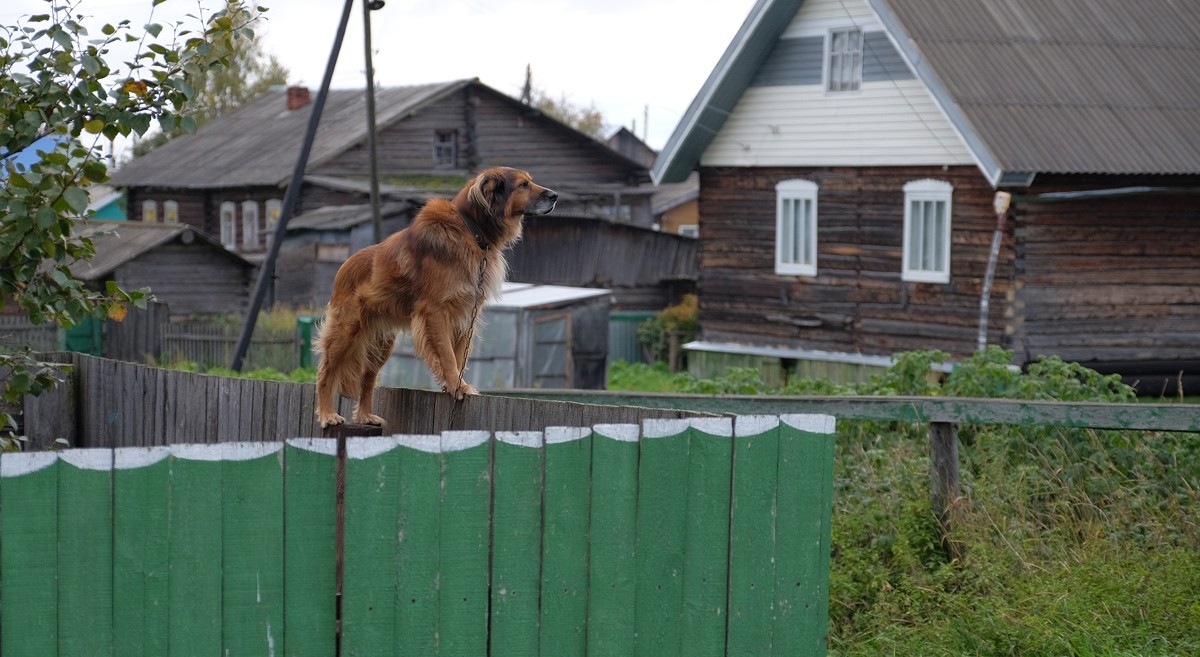 Дневной дозор