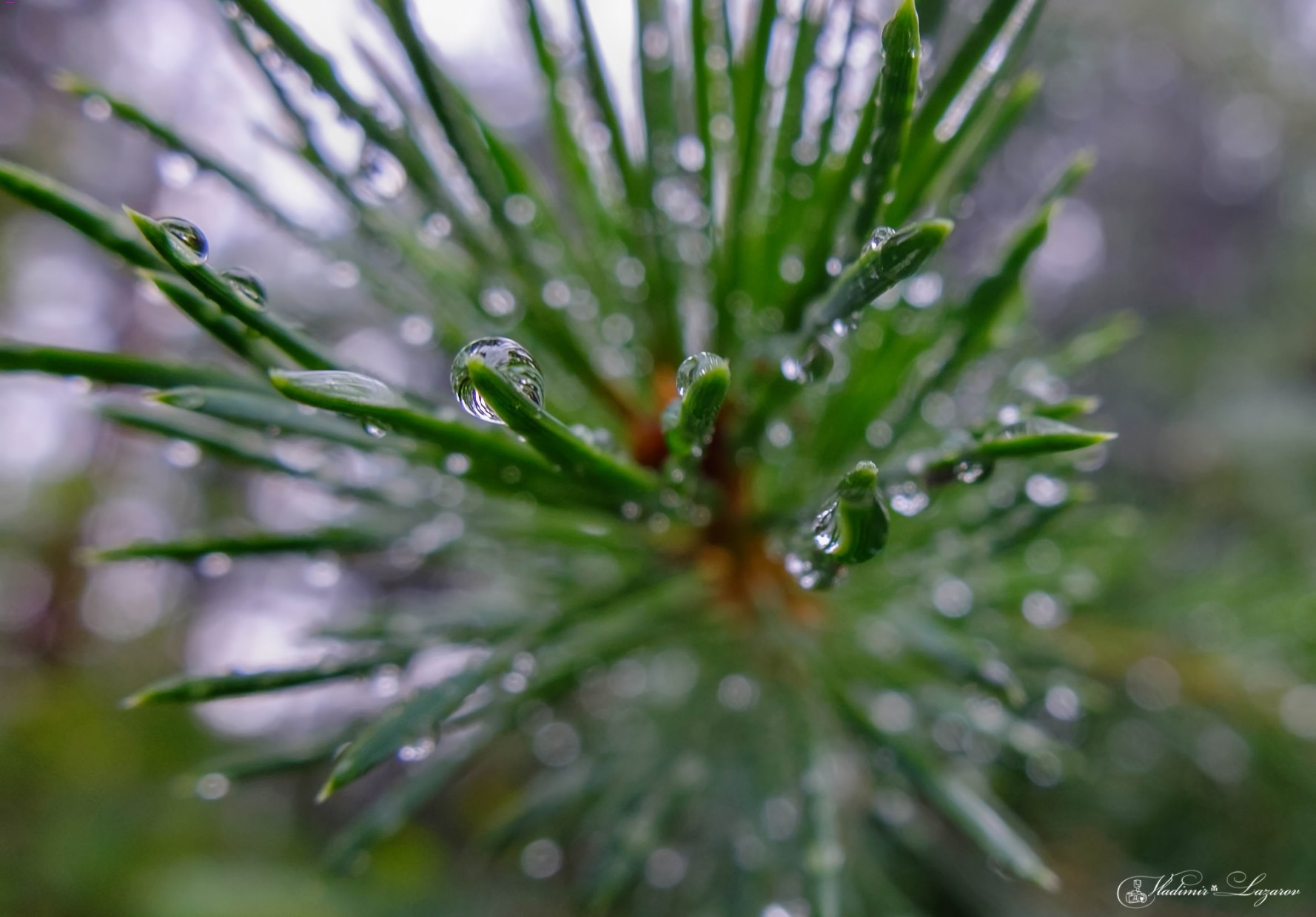 Tears Of The Forest