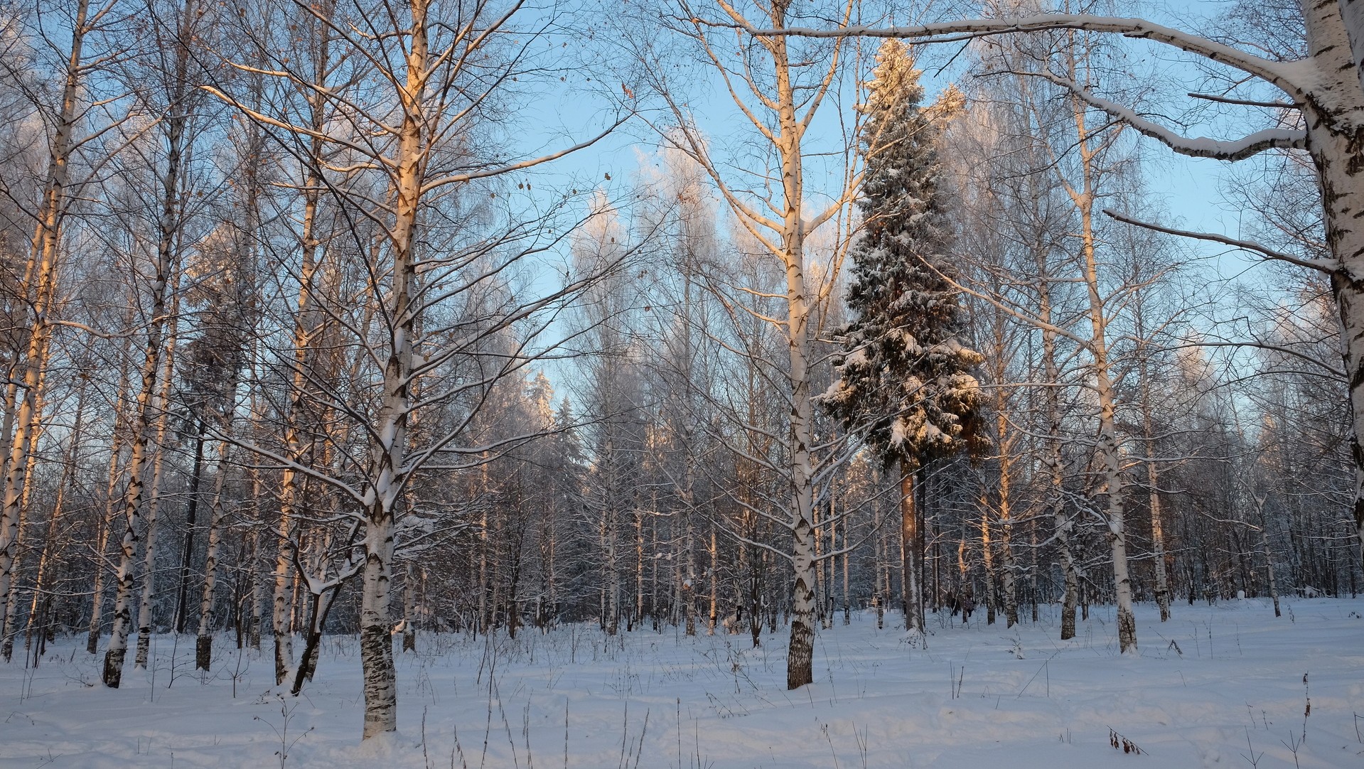 Солнечные березки