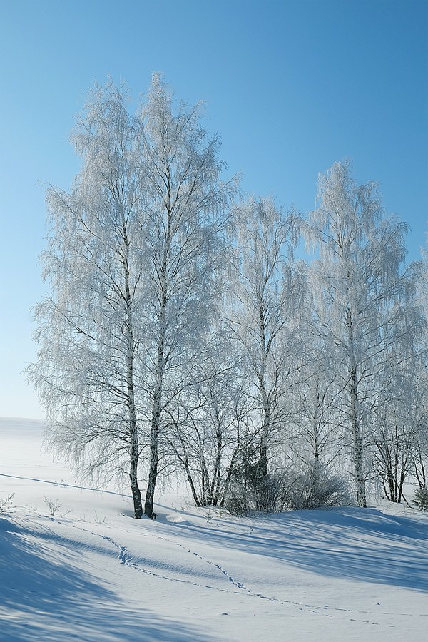 Березки