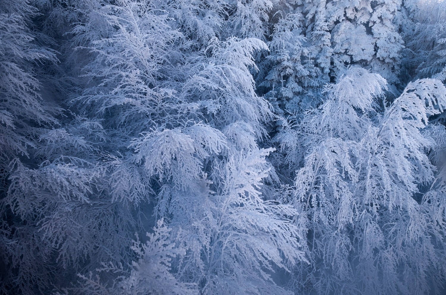 В снегу.