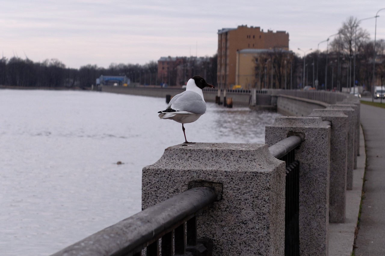 И мелкий дождик моросил..