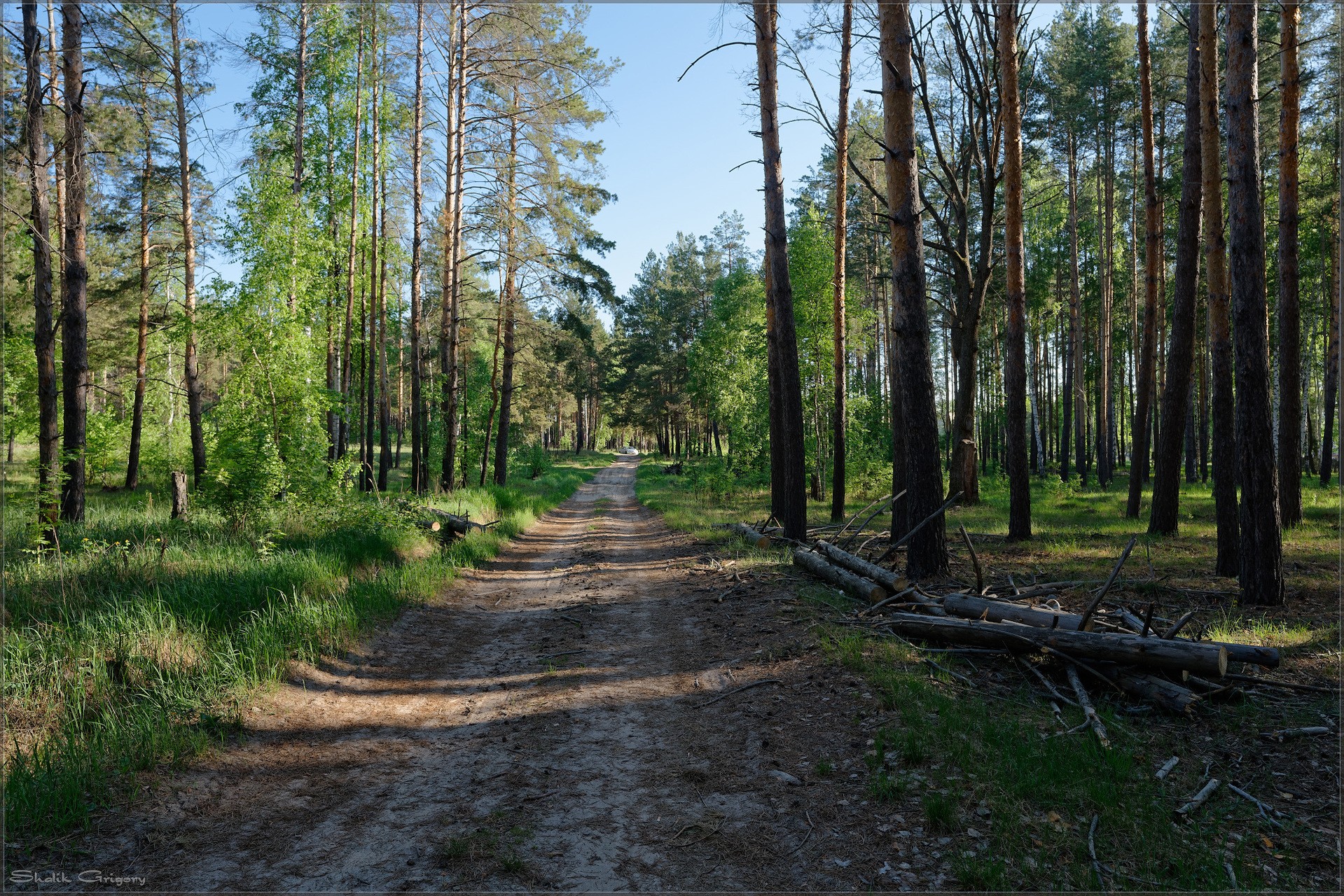 Лесная дорога