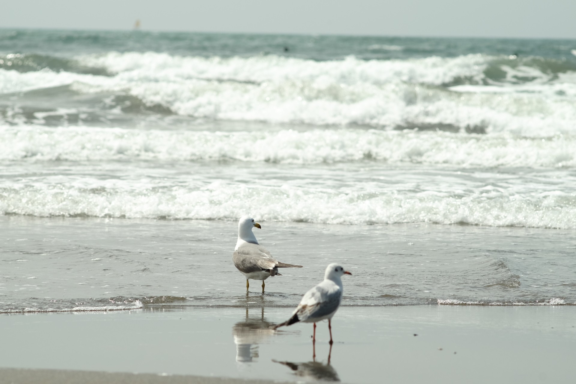 Enoshima