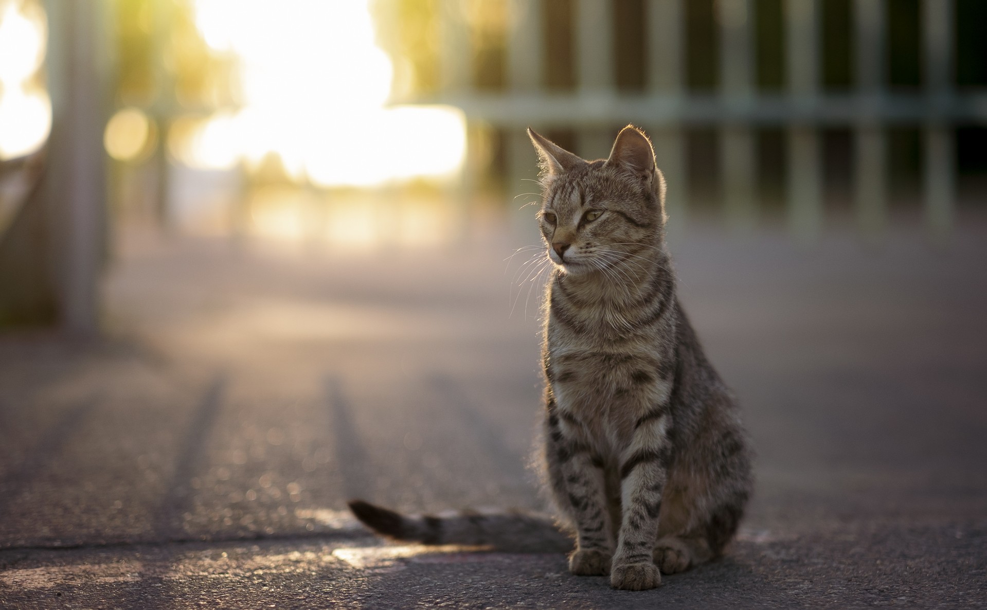 Вечернее Котэ