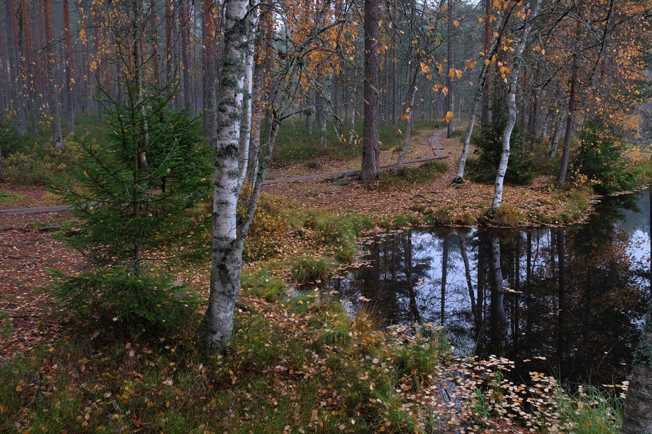 Береговая линия