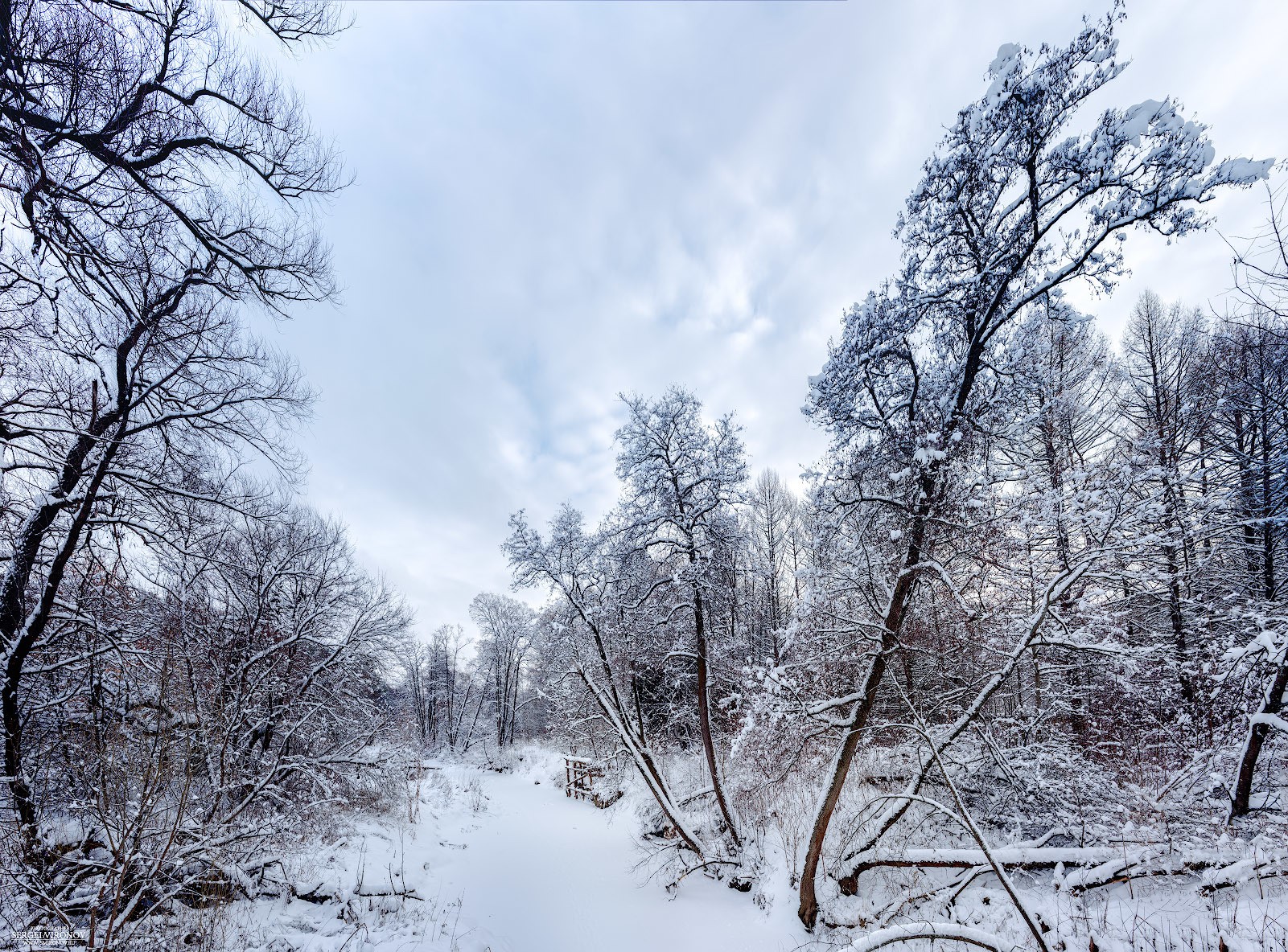 зимний лес (панорама)