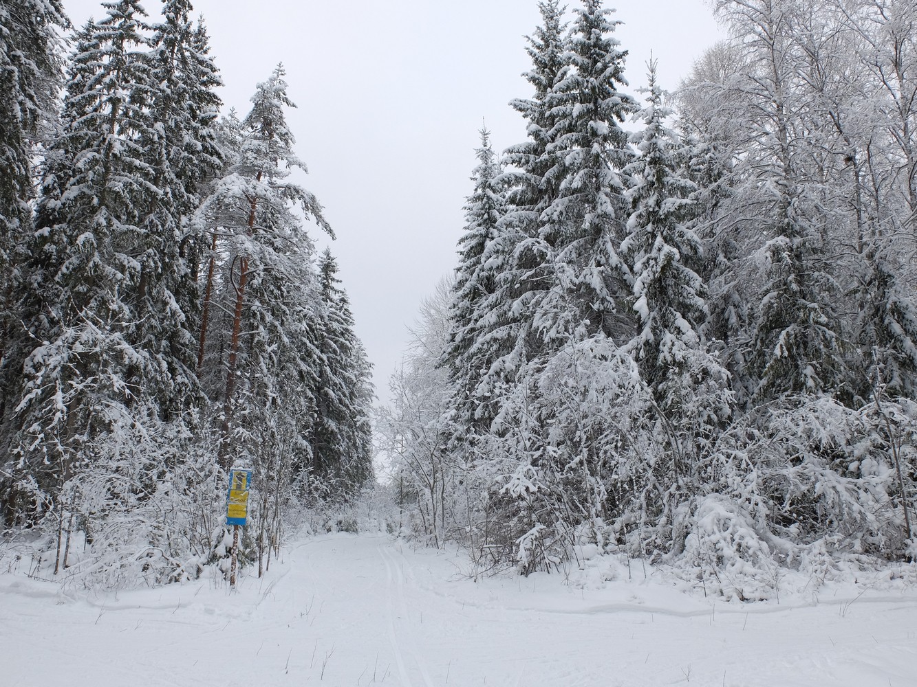 Лесные перекрёстки