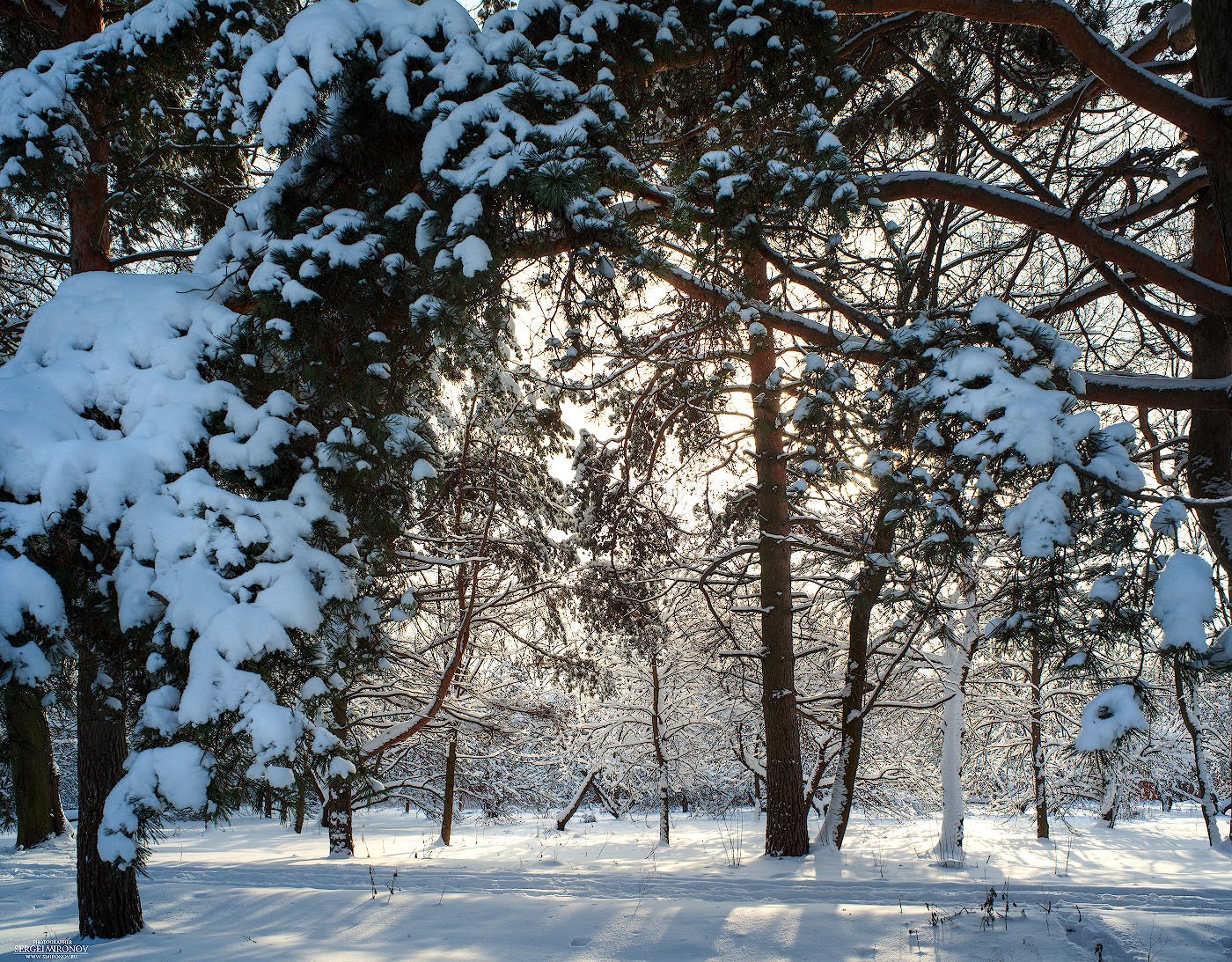 в снежном лесу