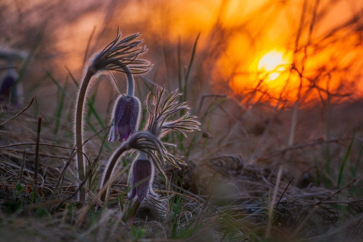 Pulsatilla pratensis