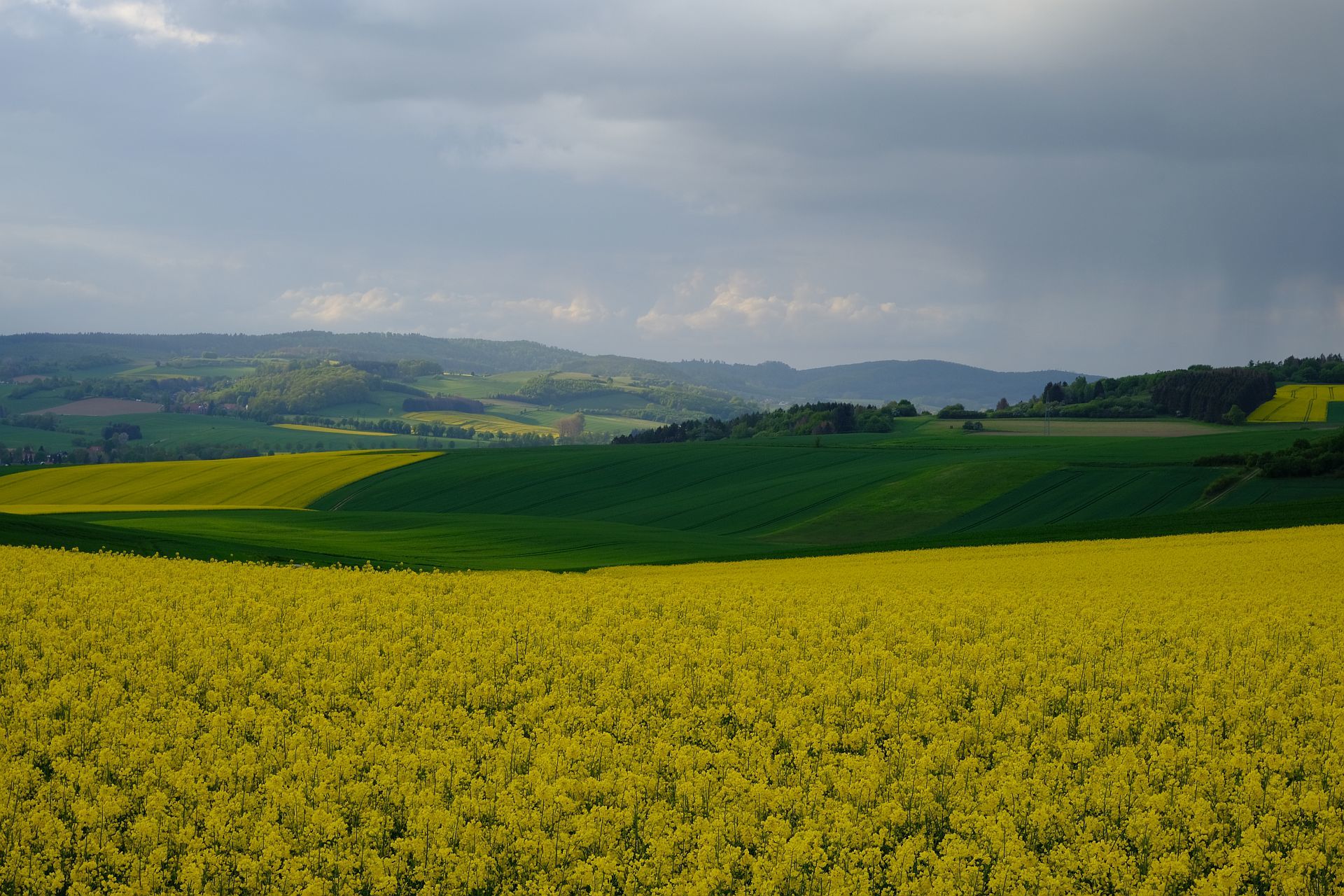 Raps am Harz