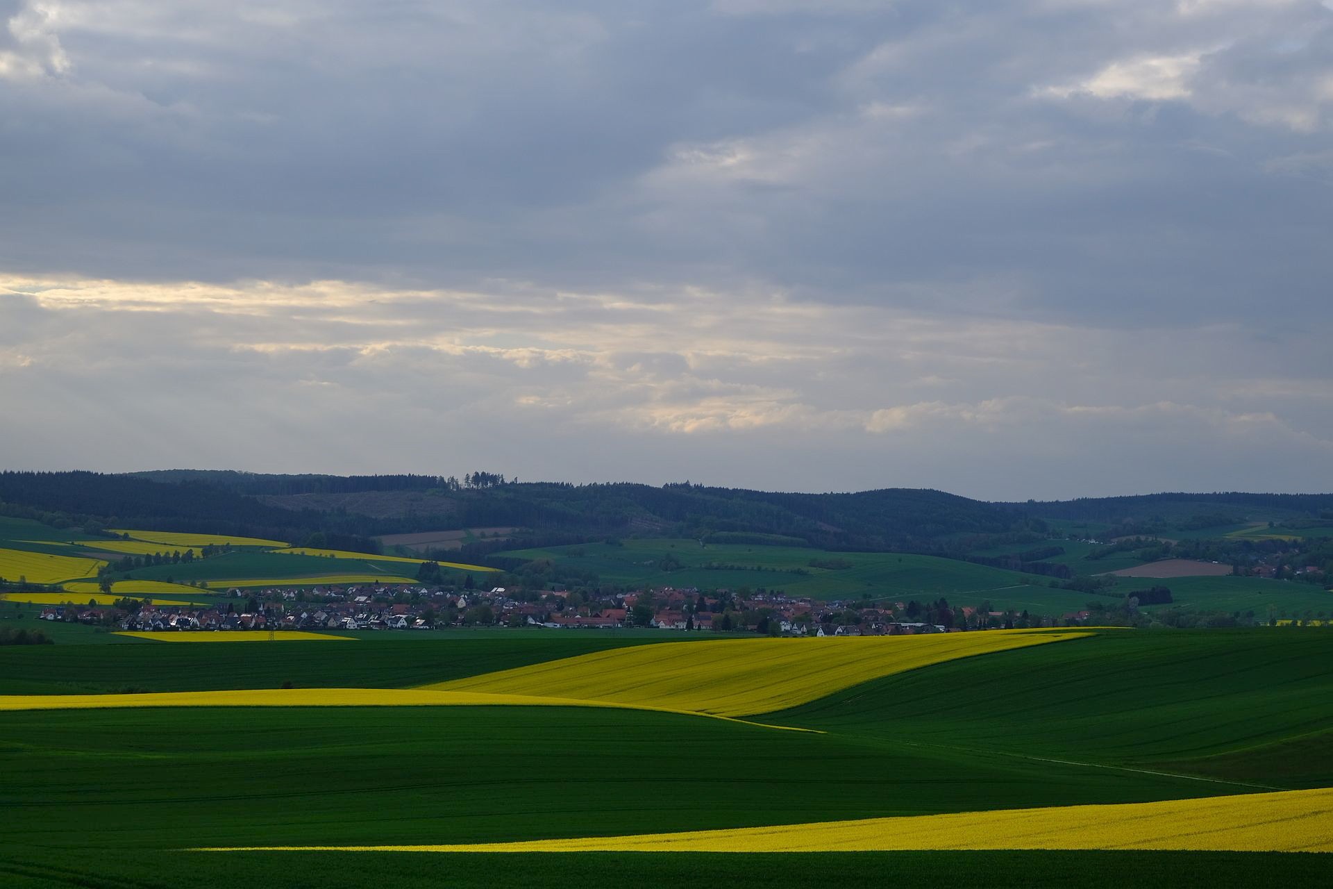 Raps am Harz (II)