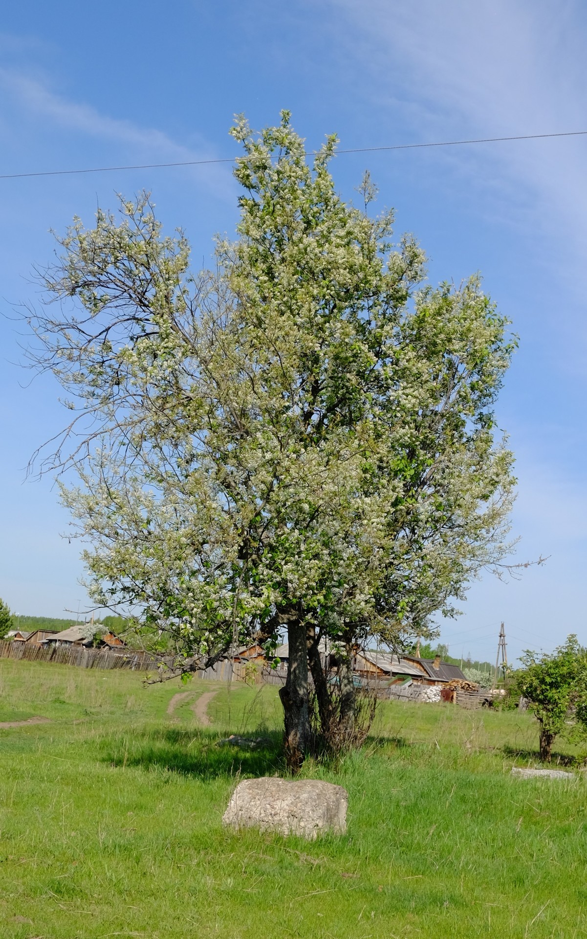 Дерево и камень